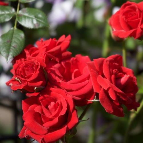 Rozenplanten online kopen en bestellen - klimroos - rood - Rosa Love Knot - zacht geurende roos - Christopher H. Warner - -
